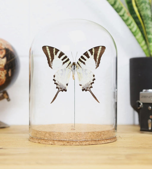 Graphium antiphates lasikuvussa 110mm x 65mm- Curated Studio - Tarotpuoti