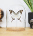 Graphium antiphates lasikuvussa 110mm x 65mm- Curated Studio - Tarotpuoti