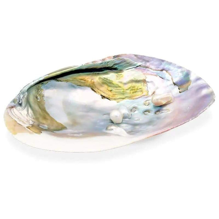 Helmisimpukan kuori "Mother of pearl" ja helmi 15-16cm - Tarotpuoti