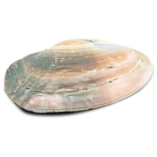 Helmisimpukan kuori "Mother of pearl" ja helmi 15-16cm - Tarotpuoti