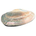 Helmisimpukan kuori "Mother of pearl" ja helmi 15-16cm - Tarotpuoti