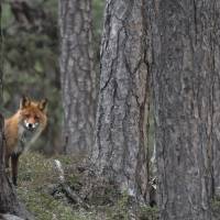 Myyttiset eläimet Tarua ja totta eläinten mahdista - Liisa Kaski - Tarotpuoti