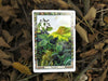 The Druid Plant Oracle: Working with the Magical Flora of the Druid Tradition - Tarotpuoti