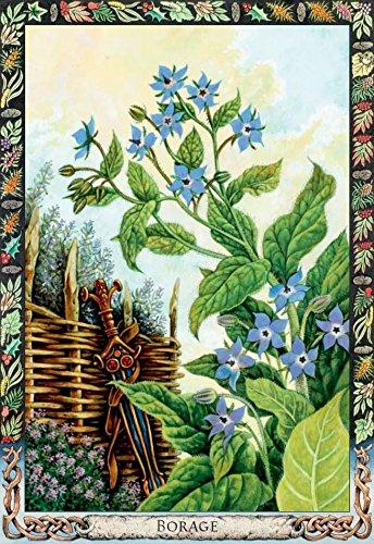 The Druid Plant Oracle: Working with the Magical Flora of the Druid Tradition - Tarotpuoti