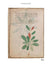 The Voynich Manuscript : The Complete Edition of the World' Most Mysterious and Esoteric Codex - Tarotpuoti