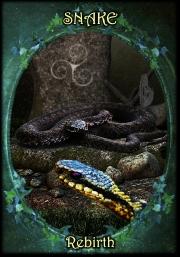 Witches' Familiars Oraclecards - Tarotpuoti